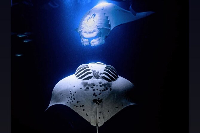 Manta Ray Night Snorkel Experience of a Lifetime - From Kealakehe Parkway to Honokohau Harbor
