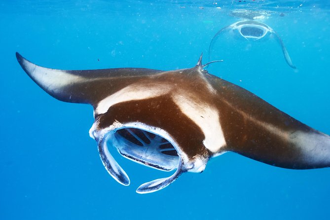 Manta Ray Night Snorkel from Kona — Small Group - Why Kona’s manta snorkel is so special