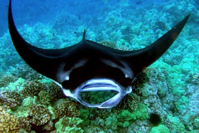 Manta Ray Night Snorkel from Kona — Small Group - Garden Eel Cove and Manta Heaven