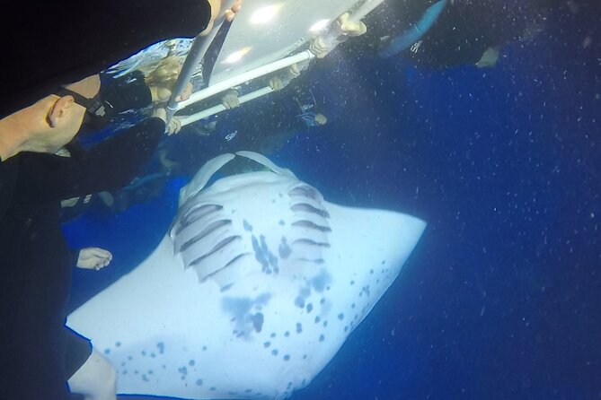 Manta Ray Night Snorkel from Kona — Small Group - Is $123 a fair price?