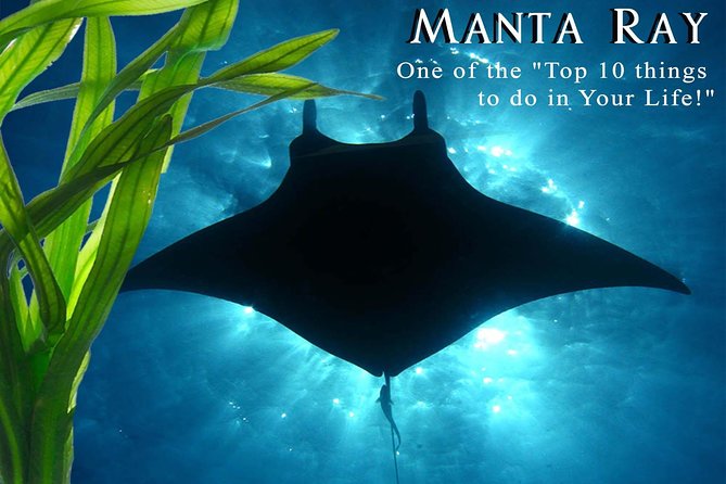 Manta Ray Night Snorkel from Kona — Small Group - From Honokohau Harbor to the open sea