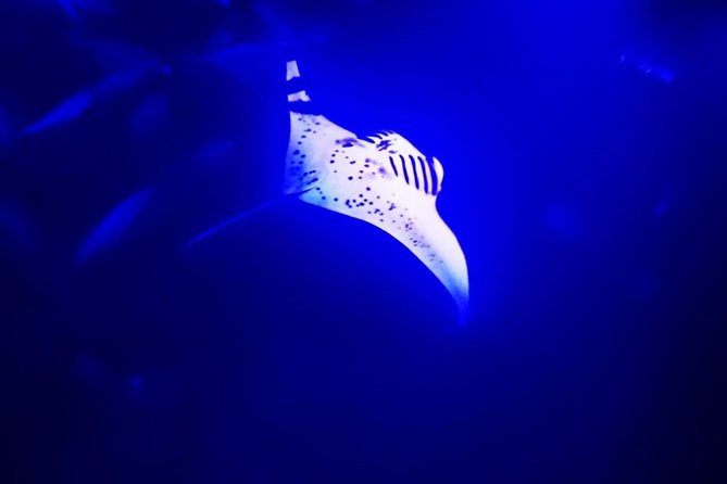 Manta Ray Night Snorkel in Kona - Why Kona’s night manta snorkel is so special