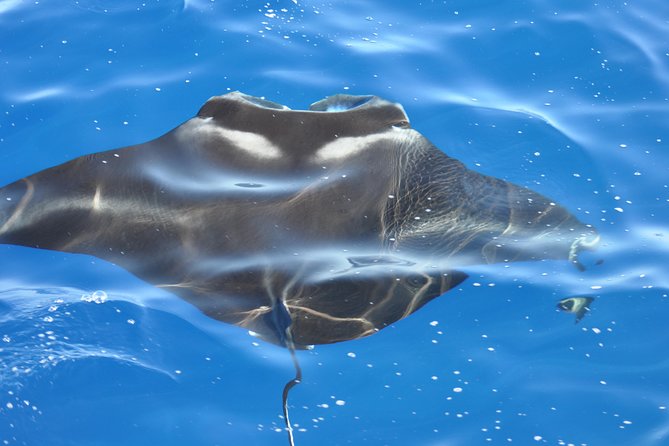 Manta Ray Night Snorkel Kona - Coral Reef Snorkel Adventures - Why Kona’s night manta snorkel is so memorable