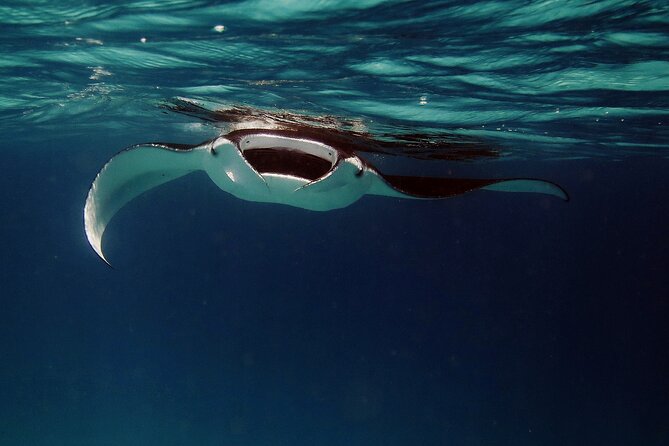 Manta Ray Night Snorkel Kona - Coral Reef Snorkel Adventures - Meeting at Honokohau Small Boat Harbor
