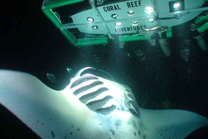 Manta Ray Night Snorkel Kona - Coral Reef Snorkel Adventures - Holding the lightboard above the feeding mantas