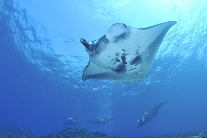 Manta Ray Night Snorkel Kona - Coral Reef Snorkel Adventures - Is the $125 price good value?