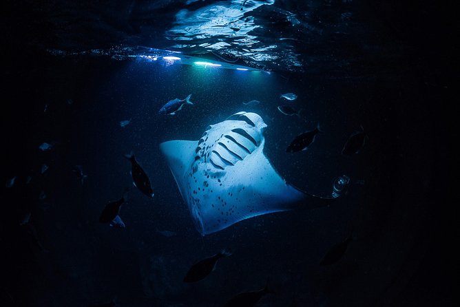 Manta Ray Night Snorkel Kona - Coral Reef Snorkel Adventures - The fast ride out after sunset