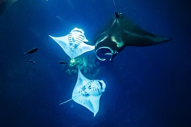 Manta Ray Night Snorkel Tour in Kailua-Kona, Big Island - Floating above the manta rays after dark