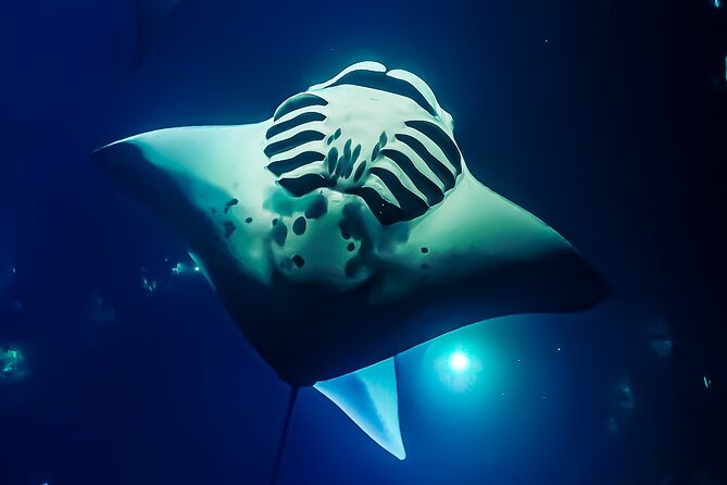 Manta Ray Night Snorkel Tour in Kailua-Kona, Big Island - Leaving from Honokohau Harbor on KIBOU
