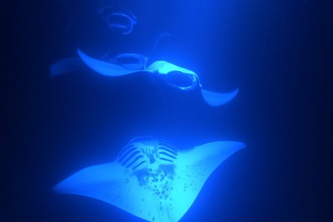 Manta Ray Snorkeling by Night in Kailua-Kona, Hawaii - Holding the lightboard while manta rays feed