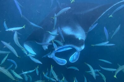 Manta Ray Snorkeling by Night in Kailua-Kona, Hawaii
