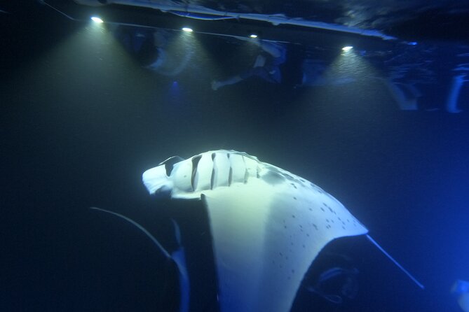 Manta Ray Snorkeling by Night in Kailua-Kona, Hawaii - The price and what you receive for $127.10