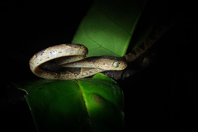 Monteverde Night Tour with a Certified Tour Guide (6 PM or 8 PM) - How much wildlife should you expect?