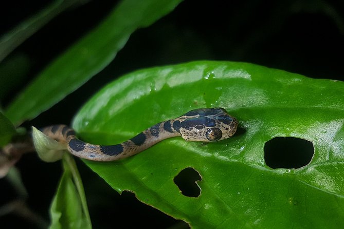 Monteverde Night Tour with a Certified Tour Guide (6 PM or 8 PM) - Is $54.69 a fair price?