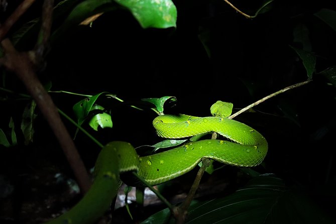 Monteverde Night Tour with a Certified Tour Guide (6 PM or 8 PM) - Who will enjoy this walk most?