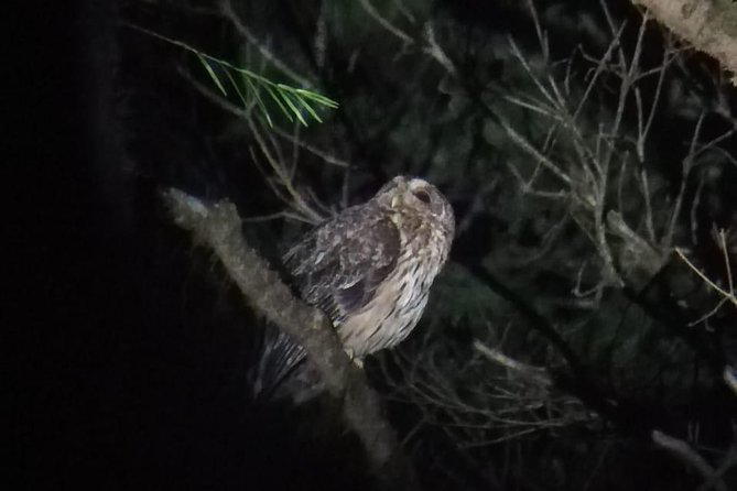 Monteverde Night Tour with a Certified Tour Guide (6 PM or 8 PM) - Practical tips for a better evening