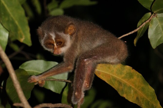 Night Hike to see Elusive & Rare Loris in Sigiriya - Why a loris night walk fits a Sigiriya itinerary