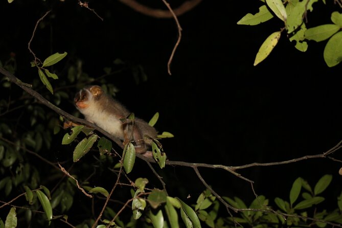 Night Hike to see Elusive & Rare Loris in Sigiriya - What the 1.5 to 2 hour walk is really like