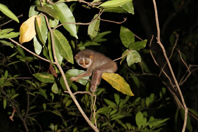 Night Hike to see Elusive & Rare Loris in Sigiriya - The odds of seeing a loris