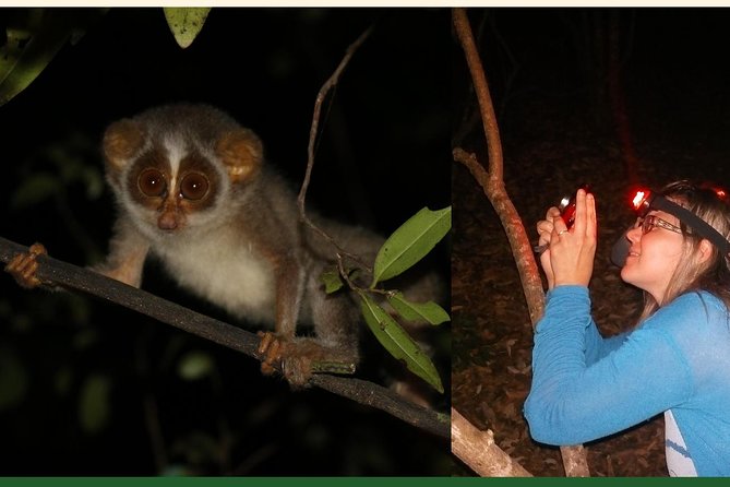 Night Hike to see Elusive & Rare Loris in Sigiriya - Why the guide makes or breaks the evening