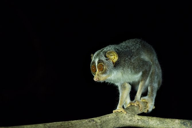 Night Hike to see Elusive & Rare Loris in Sigiriya - What to wear and what to bring