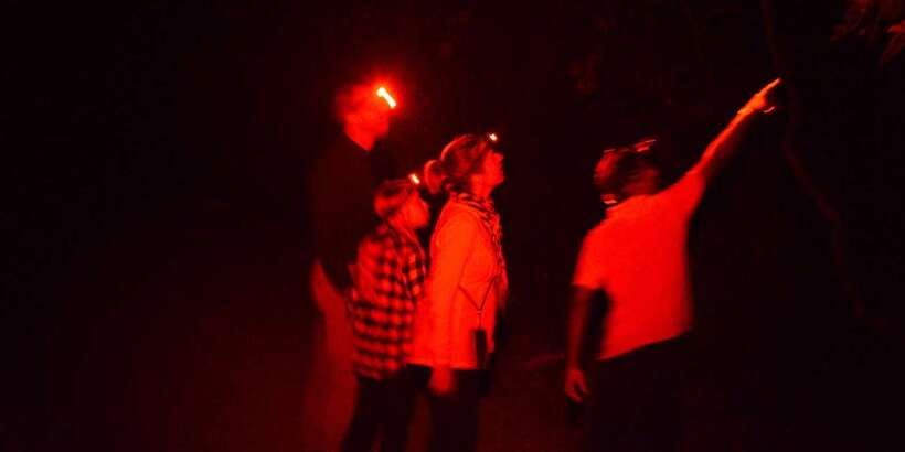Night Hike to see Elusive & Rare Loris in Sigiriya - Is $64 good value for two people?