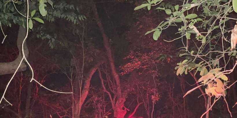 Night Hike to see Elusive & Rare Loris in Sigiriya - Who should book this night walk?