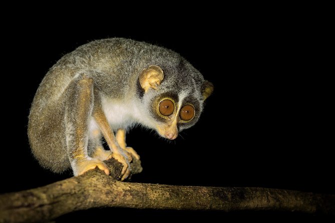 Night Hike to see Elusive & Rare Loris in Sigiriya - Starting at Rocko’s Vegetarian Cafe