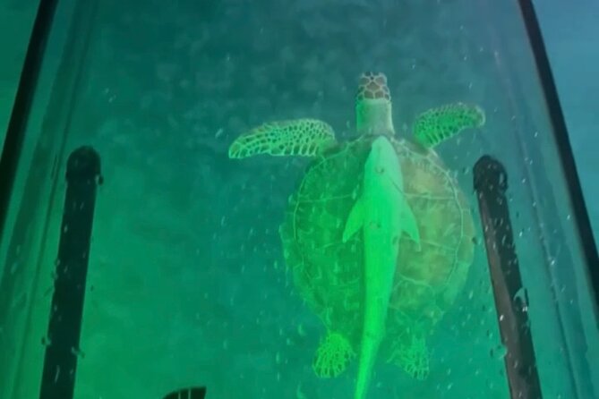 Night Kayak Tour St. Thomas - Westin Frenchman's Reef - Who should book this St. Thomas night tour?