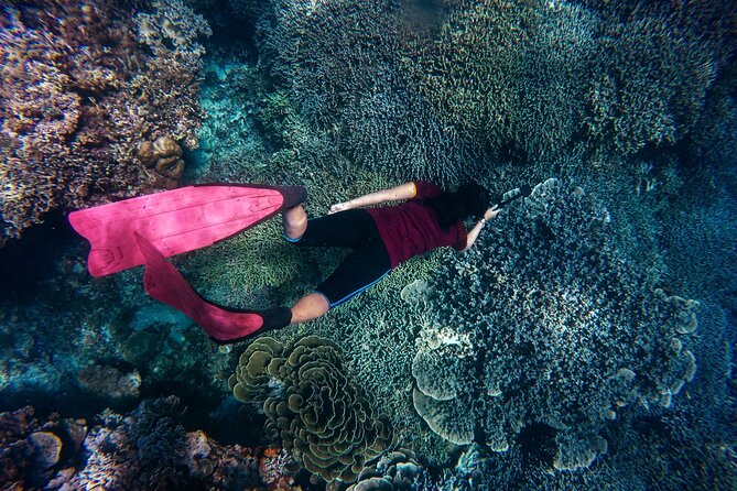 Night-Time Snorkel at TurtleTown with Stars, Lights, and Photos - Turtles are the main reward