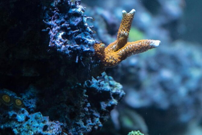 Night-Time Snorkel at TurtleTown with Stars, Lights, and Photos - Night creatures and guide-led discoveries