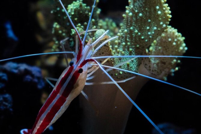 Night-Time Snorkel at TurtleTown with Stars, Lights, and Photos - What the colored lights add