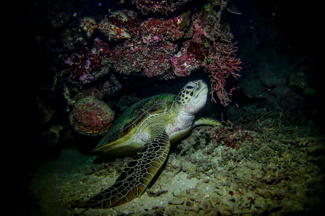 Night-Time Snorkel at TurtleTown with Stars, Lights, and Photos - Photos are useful, but ask about the fee