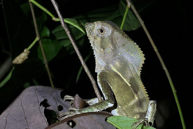 Night tour guided experience Uvita - Guides who turn sightings into lessons