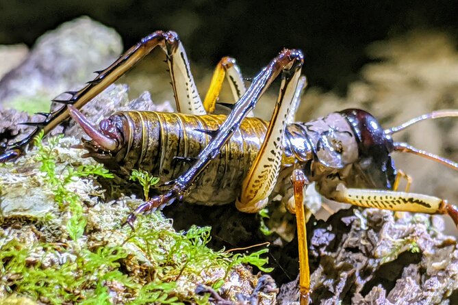 Nocturnal adventure Glow-worm tour - Key points to know before you book