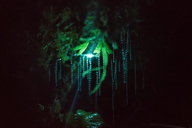 Nocturnal adventure Glow-worm tour - From Rotorua to the forest