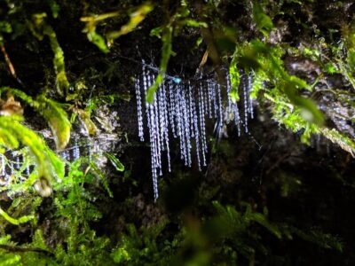 Nocturnal adventure Glow-worm tour