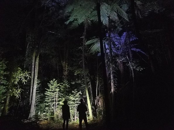 Nocturnal adventure Glow-worm tour - The glow-worm viewing areas