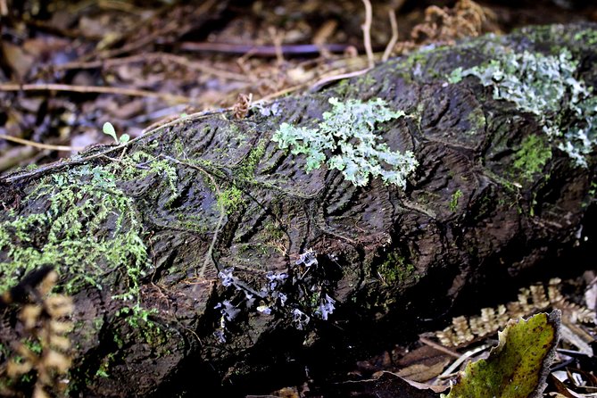 Nocturnal adventure Glow-worm tour - Stephen’s guiding style