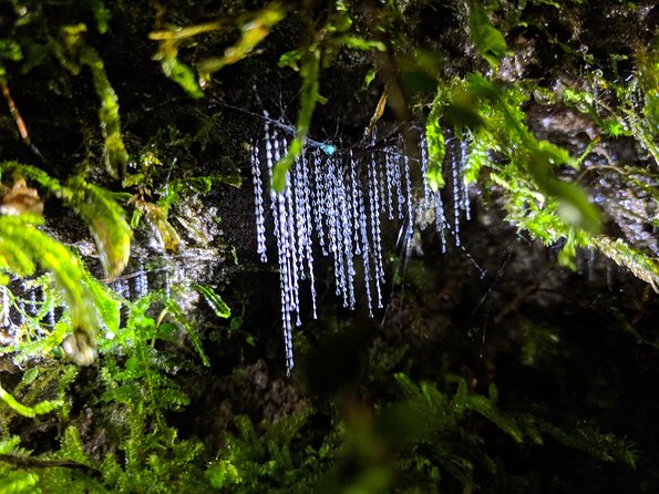Nocturnal adventure Glow-worm tour - A 2-kilometer walk through native bush
