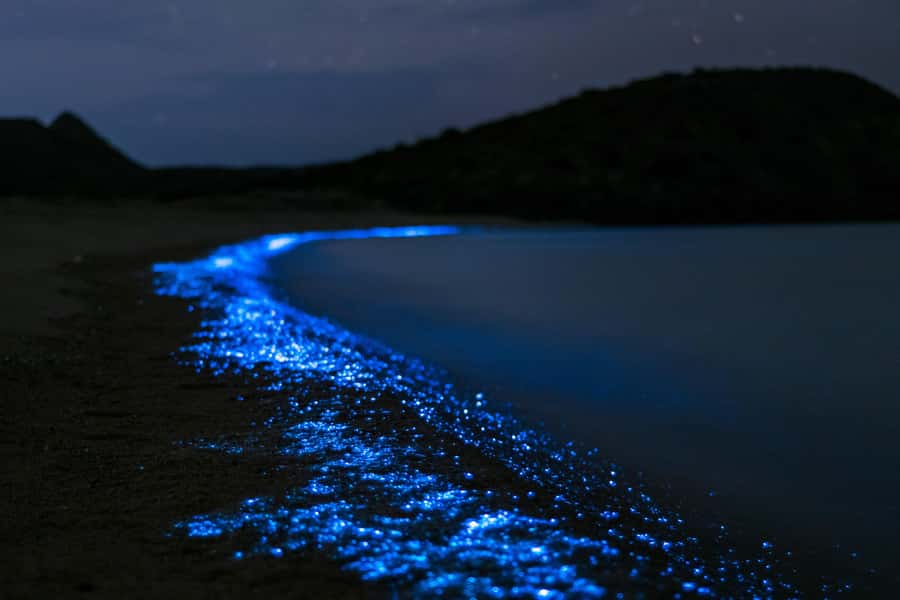 Phuket: Phang Nga Bay Bioluminescent Plankton and Sea Canoes - Who should book this Phang Nga Bay tour?