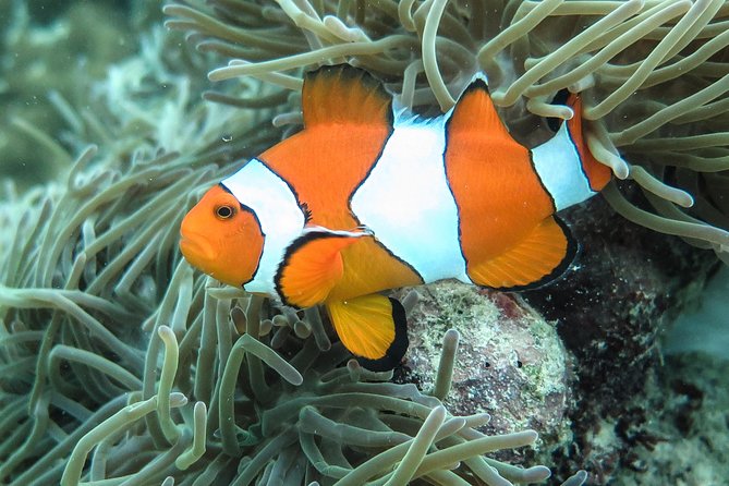 Private Tour to Hong Islands & 4 Islands with Sunset & Night Snorkel - Poda Island for a classic beach pause