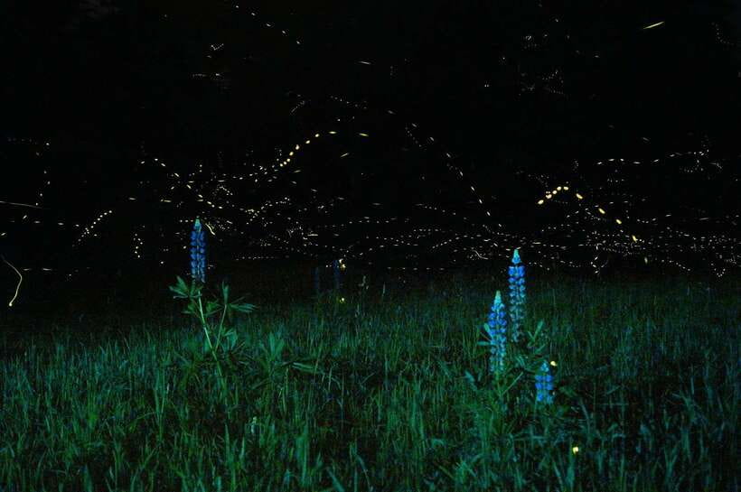 Puerto Princesa: Firefly Watching Bay Cruise with Dinner - Why this Puerto Princesa evening is worth your time