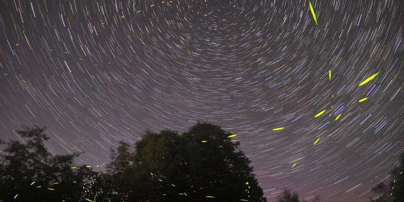 Puerto Princesa: Firefly Watching Bay Cruise with Dinner - Who will enjoy this cruise most