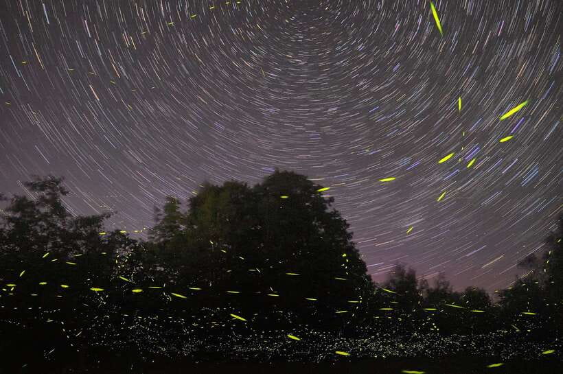 Puerto Princesa: Underground River and Firefly Watching Tour - FAQ