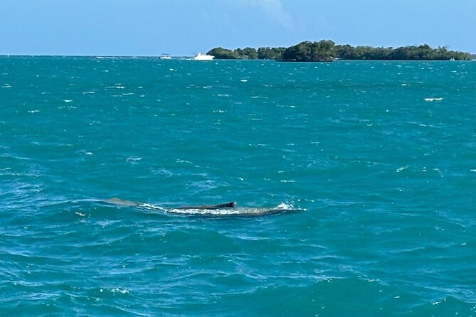 Puerto Rico: Bio Bay Swim and Sunset Charter or Late night tour - The guides shape the experience