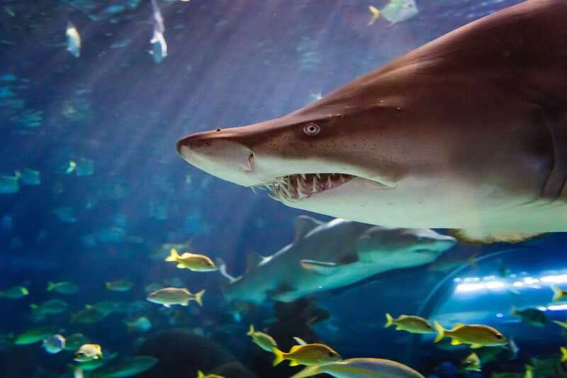 Ripley's Aquarium: Sharks After Dark Entry (After 5PM) - Why the evening ticket works so well in Toronto