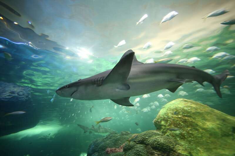 Ripley's Aquarium: Sharks After Dark Entry (After 5PM) - The shark tunnel and moving walkway