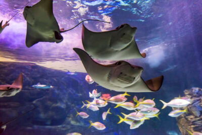Ripley’s Aquarium: Sharks After Dark Entry (After 5PM)