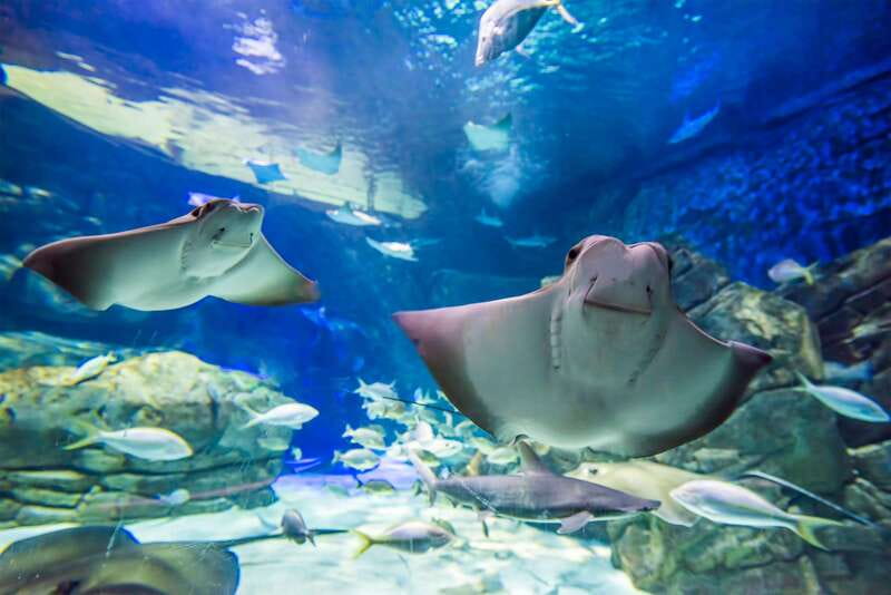 Ripley's Aquarium: Sharks After Dark Entry (After 5PM) - Live presentations and educational moments